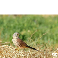 گونه دلیجه Common Kestrel